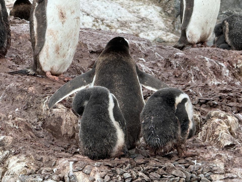 The Tech Wrangler: Cameraphones Compared In Antarctica