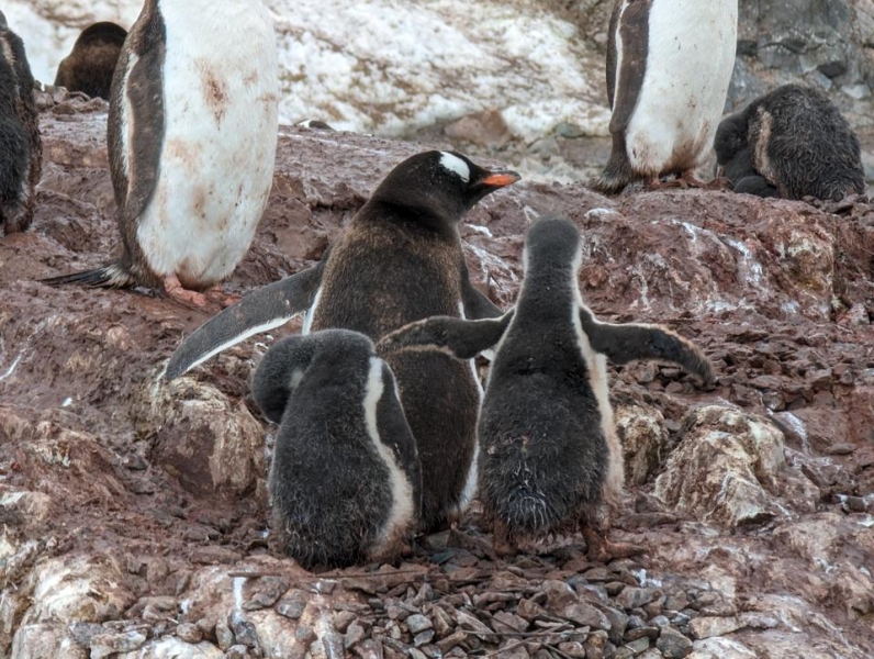 The Tech Wrangler: Cameraphones Compared In Antarctica